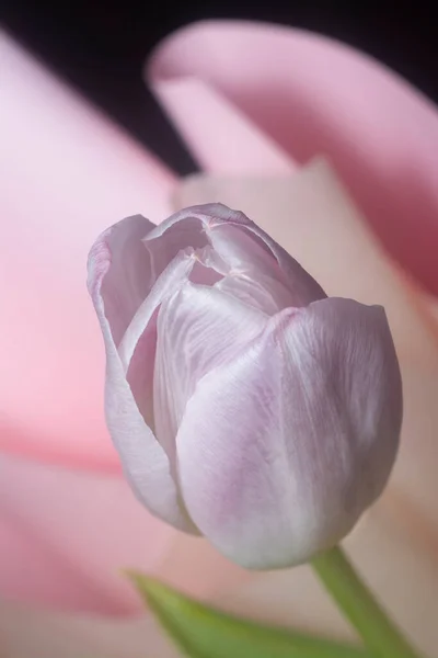 Plan Rapproché Fleur Tulipe Rose — Photo