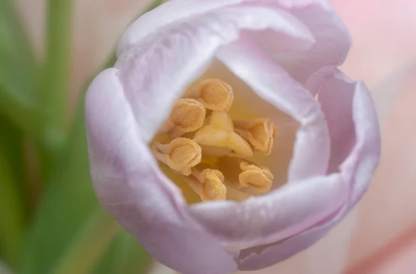 Nahaufnahme Der Rosa Tulpenblüte — Stockfoto