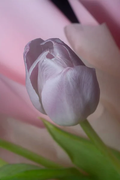 Close Shot Pink Tulip Flower — Stock Photo, Image