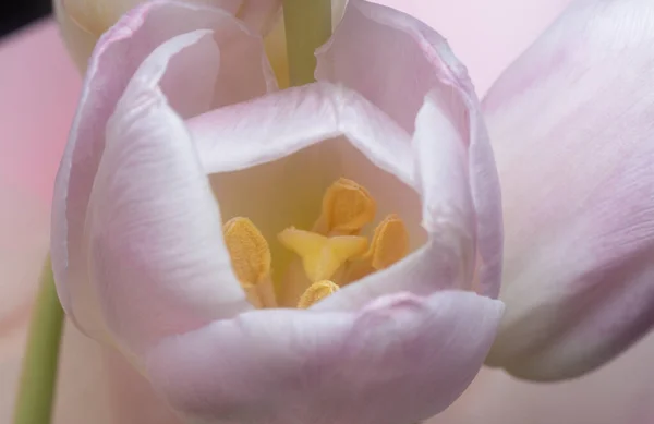 Nahaufnahme Der Rosa Tulpenblüte — Stockfoto