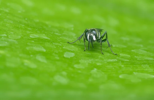 Liris Subtesselatus Wasp的特写 — 图库照片