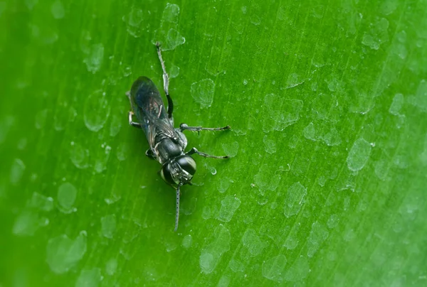 Liris Subtesselatus Wasp的特写 — 图库照片