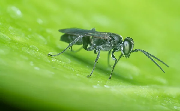 Liris Subtesselatus Wasp的特写 — 图库照片