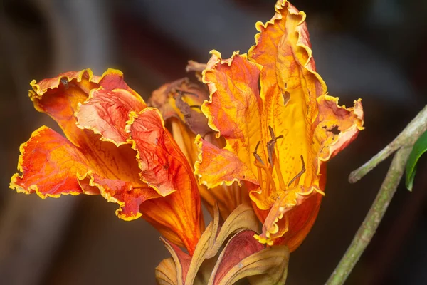 Közeli Felvétel Afrikai Tulipán Virág — Stock Fotó