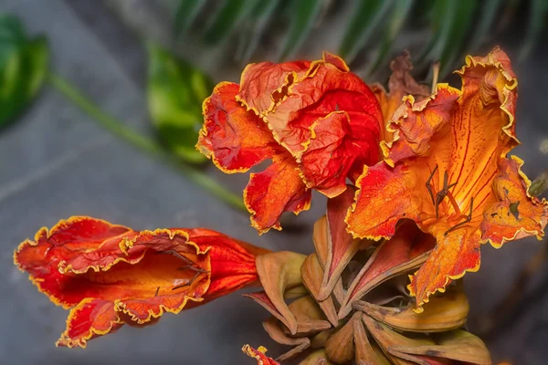 Закритий Знімок Африканської Квітки Тюльпанів — стокове фото