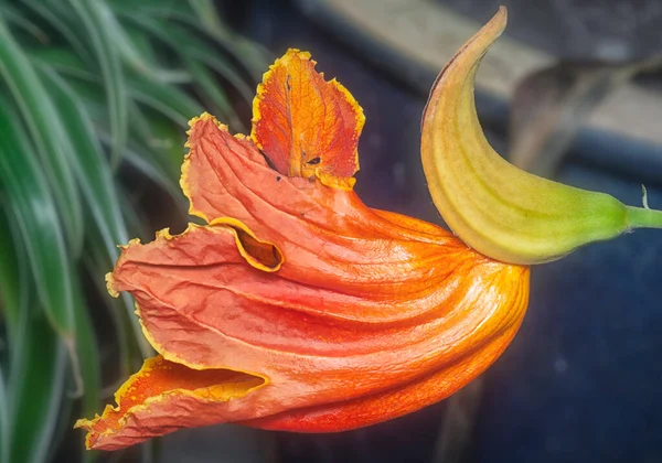 Снимок Цветка Африканского Тюльпана Три — стоковое фото
