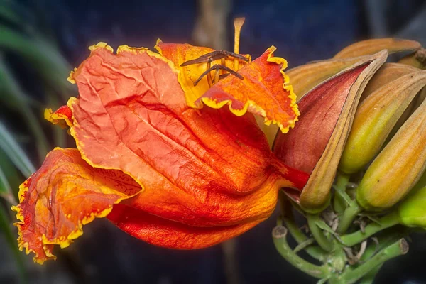 Закритий Знімок Африканської Квітки Тюльпанів — стокове фото