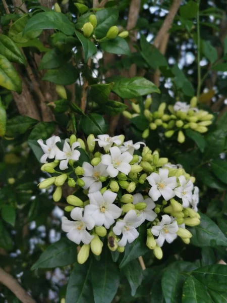 Naranja Blanco Jessamine Flor Planta —  Fotos de Stock