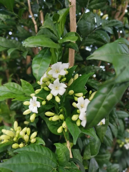 白オレンジジェサミン花植物 — ストック写真