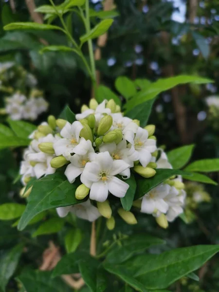 Біла Оранжева Квітка Джесаміну — стокове фото