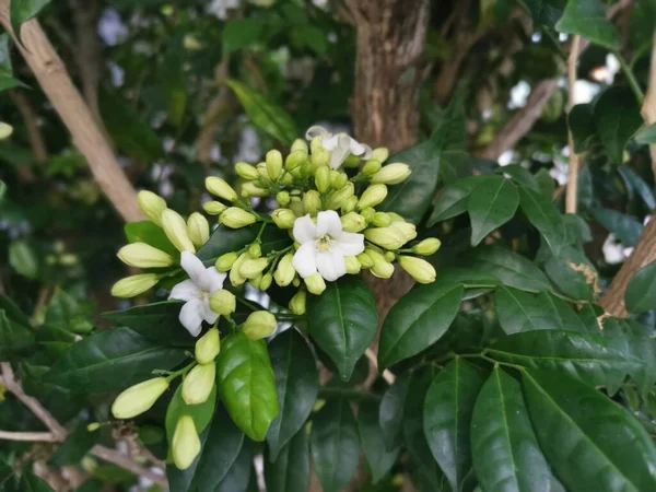 Naranja Blanco Jessamine Flor Planta —  Fotos de Stock