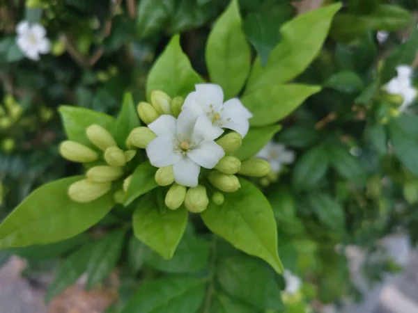 Branco Laranja Jessamina Flor Planta — Fotografia de Stock