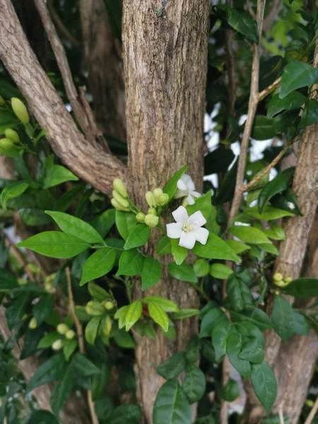 白オレンジジェサミン花植物 — ストック写真