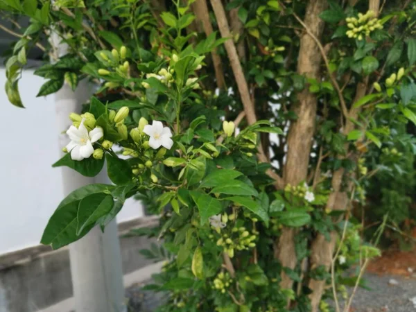 Beyaz Portakal Yasemin Çiçeği Bitkisi — Stok fotoğraf