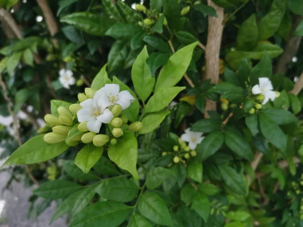 白橙茉莉花植物 — 图库照片