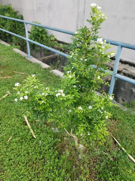 White Orange Jessamine Flower Plant — Stock Photo, Image