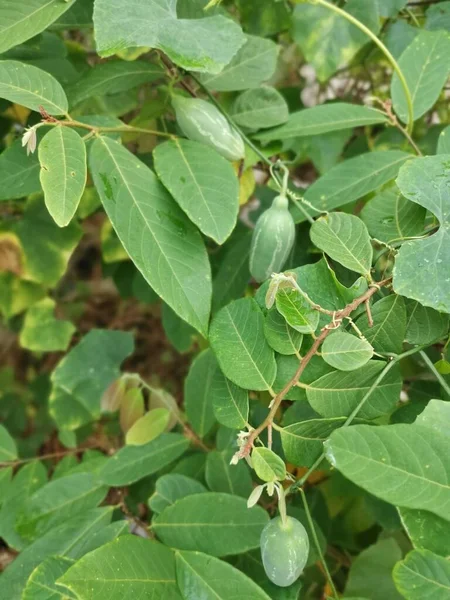 Mały Zielony Bluszcz Winorośli Dynia Pełzające Rośliny Owocowe — Zdjęcie stockowe