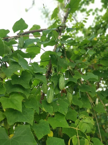Petite Lierre Vert Vigne Gourde Plantes Fruitières Rampantes — Photo
