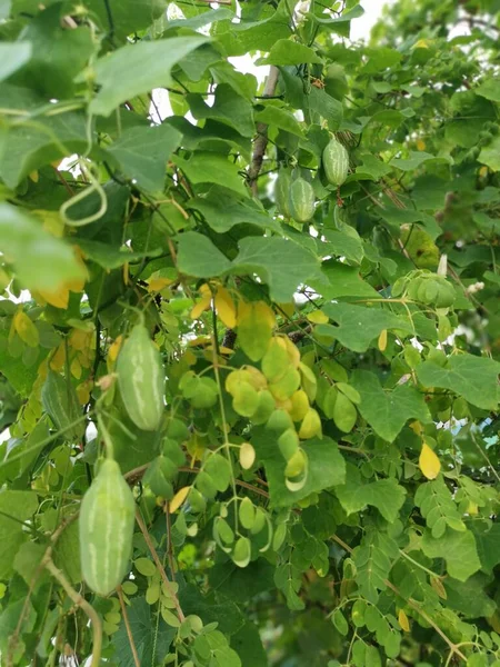 Small Green Ivy Vine Gourd Creeping Fruit Plant — Stock Photo, Image