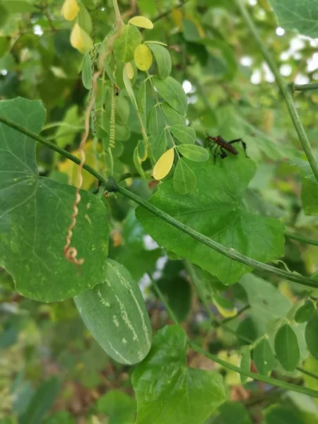 小绿色常春藤葫芦爬果树 — 图库照片