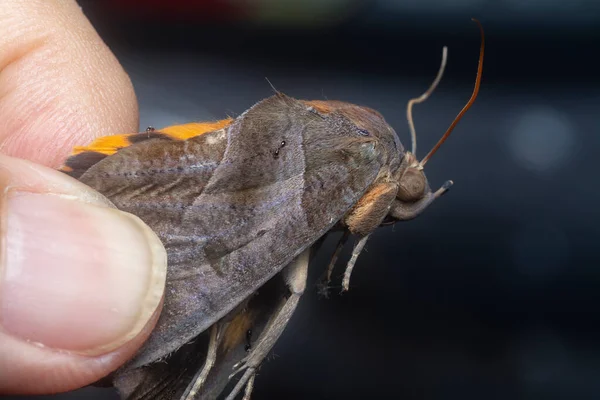 Close Shot Van Bruine Vruchtendoornmot — Stockfoto