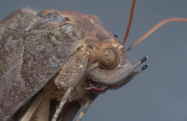 Brown Fruit Piercing Moth — стокове фото