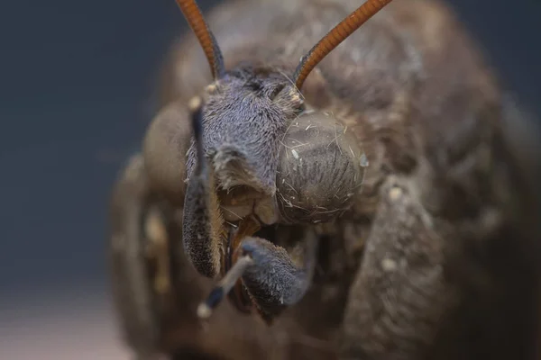 Närbild Brown Fruit Piercing Moth — Stockfoto