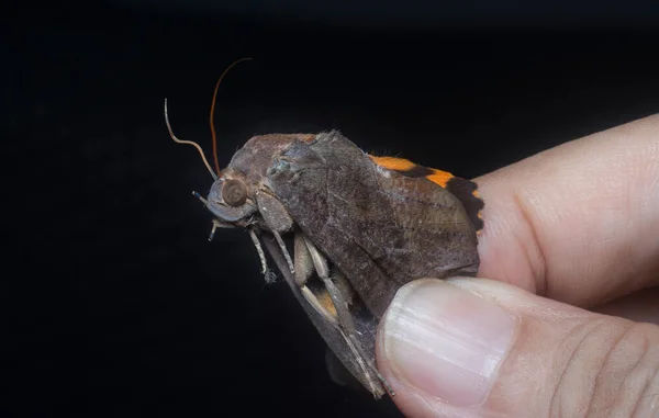 Close Shot Brown Fruit Piercing Moth — Fotografia de Stock