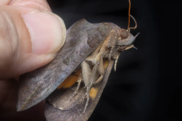 Zblízka Snímek Brown Fruit Piercing Moth — Stock fotografie