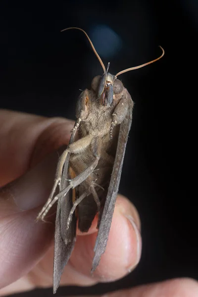 Zblízka Snímek Brown Fruit Piercing Moth — Stock fotografie