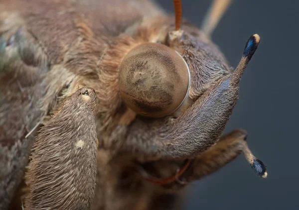 Close Shot Brown Fruit Piercing Moth — Fotografia de Stock