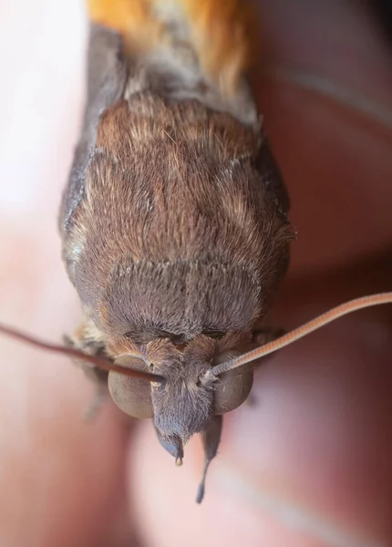 Zblízka Snímek Brown Fruit Piercing Moth — Stock fotografie