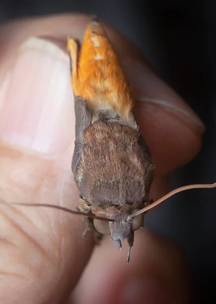 Close Shot Brown Fruit Piercing Moth — Fotografia de Stock