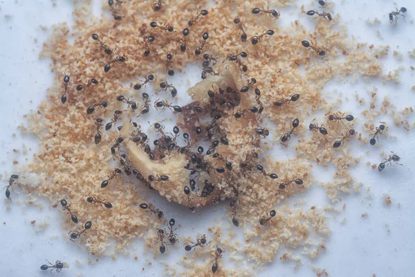Formigas Açucareiras Domésticas Que Alimentam Migalha Restante Chão — Fotografia de Stock
