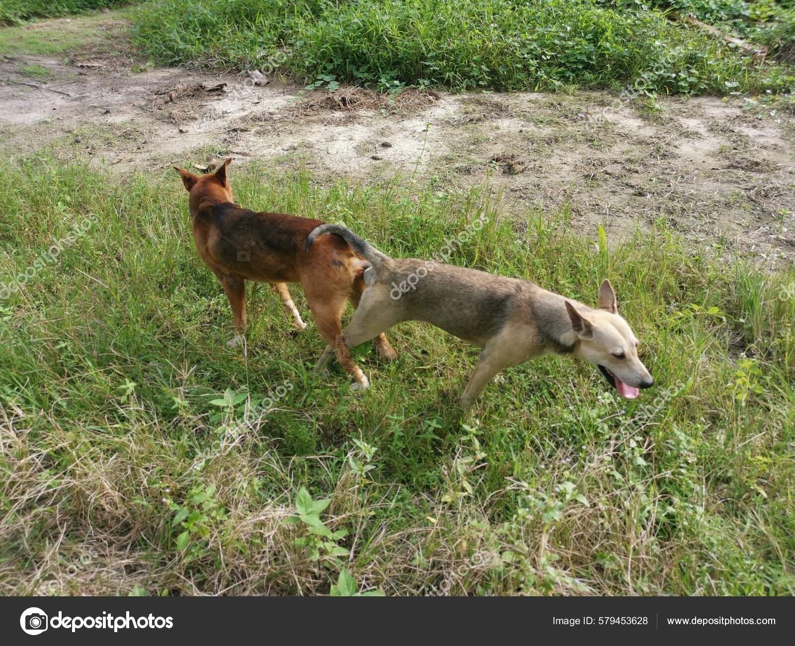 Stray Dogs Mating Plantation — Stock Photo © sweemingyoung #579453628