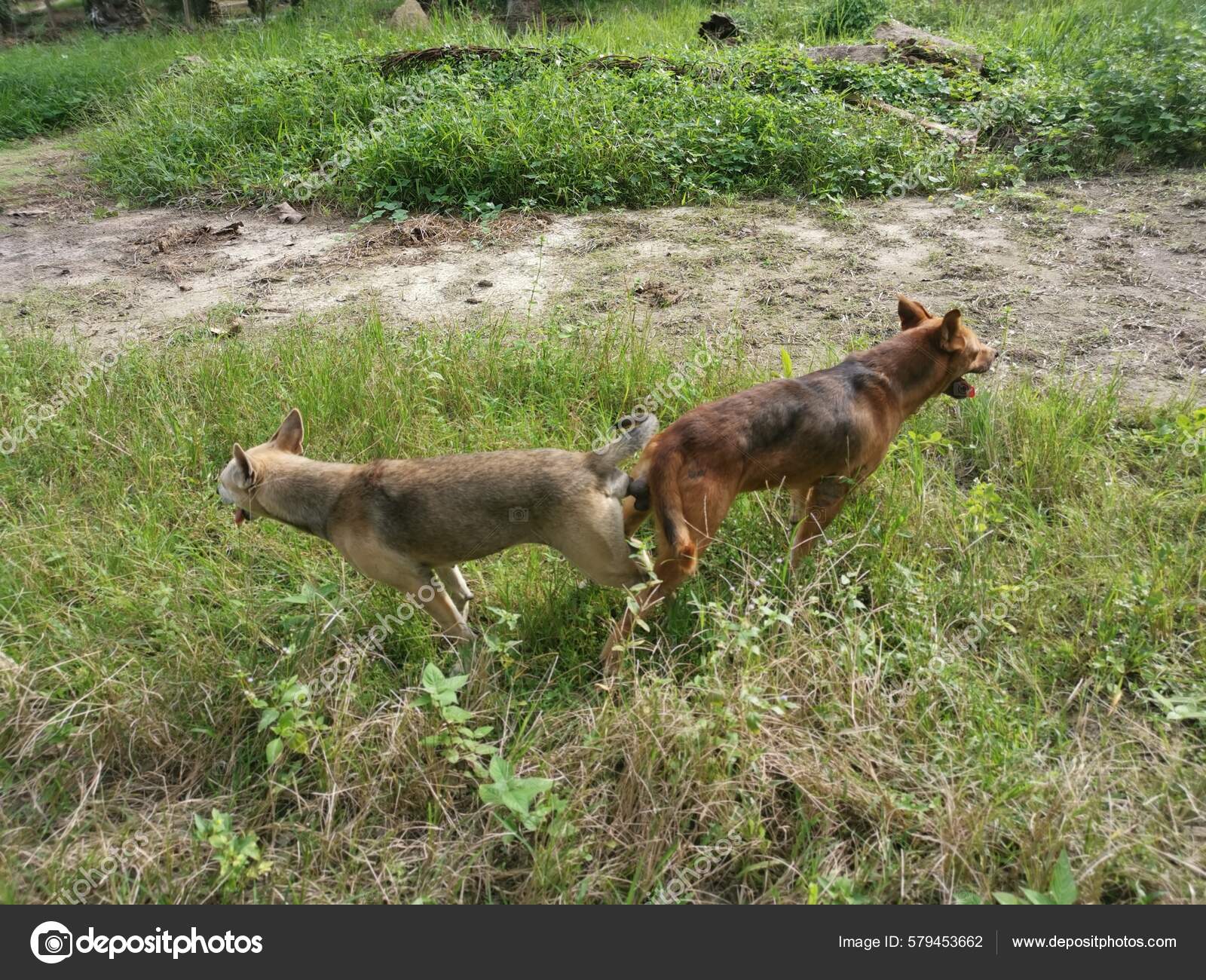 Canine Stray Dogs Mating Stray Dogs Mating Plantation — Stock