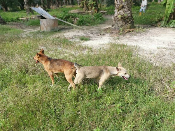 Straßenhunde Paaren Sich Auf Der Plantage — Stockfoto