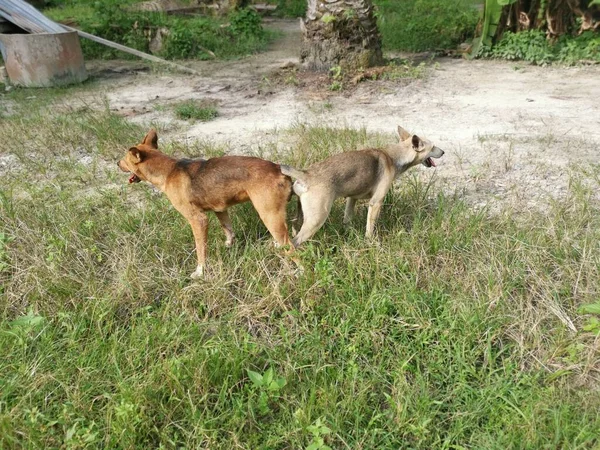 Cães Vadios Acasalando Plantação — Fotografia de Stock