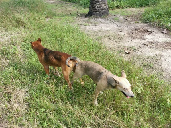 Stray Dogs Mating Plantation — Stock Photo, Image