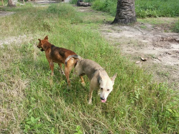 Stray Dogs Mating Plantation — Stock Photo, Image