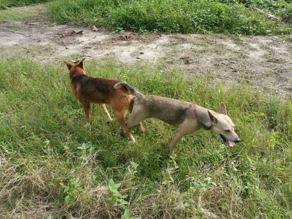 Çiftlikte Çiftleşen Başıboş Köpekler — Stok fotoğraf