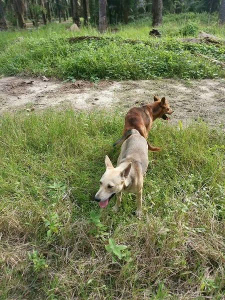 Çiftlikte Çiftleşen Başıboş Köpekler — Stok fotoğraf