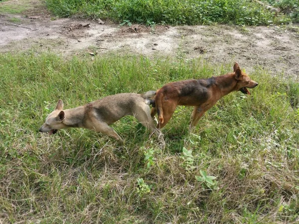 Kóbor Kutyák Párzása Ültetvényen — Stock Fotó