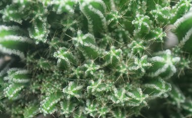 Minyatür Acanthocereus tetragonus kaktüsünün yakın çekimi