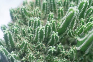 Minyatür Acanthocereus tetragonus kaktüsünün yakın çekimi