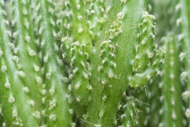 Minyatür Acanthocereus tetragonus kaktüsünün yakın çekimi