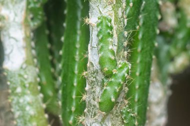 Minyatür Acanthocereus tetragonus kaktüsünün yakın çekimi