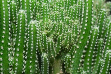 Minyatür Acanthocereus tetragonus kaktüsünün yakın çekimi