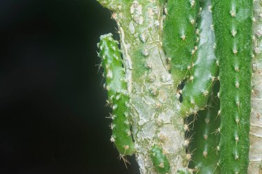 Minyatür Acanthocereus tetragonus kaktüsünün yakın çekimi