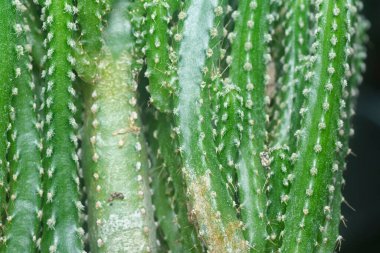 Minyatür Acanthocereus tetragonus kaktüsünün yakın çekimi